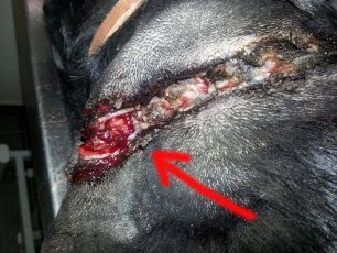 Γλυκά Νερά Αττικής: Βρήκε τον ιδιόκτητο σκύλο με την αλυσίδα να έχει χωθεί μέσα στον λαιμό του